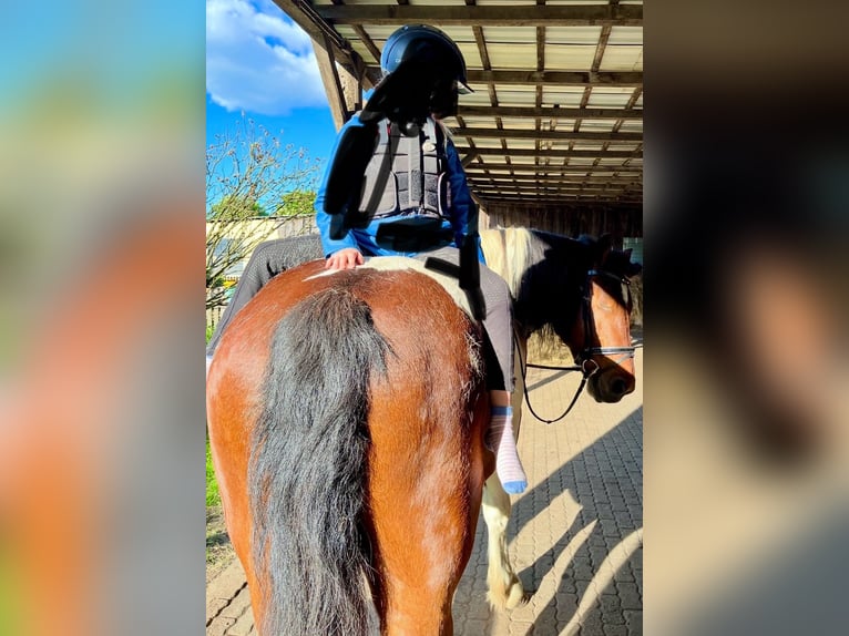 Polnisches Warmblut Wallach 11 Jahre 161 cm Schecke in Padenstedt