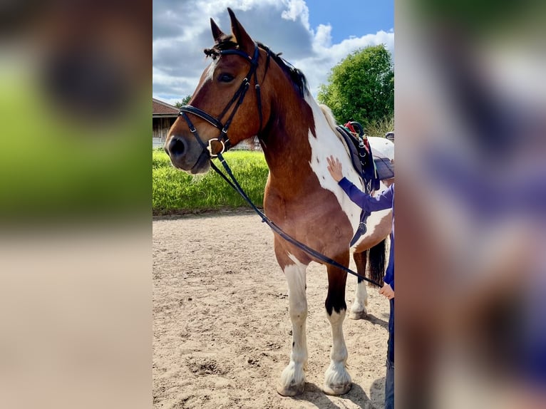 Polnisches Warmblut Wallach 11 Jahre 161 cm Schecke in Padenstedt