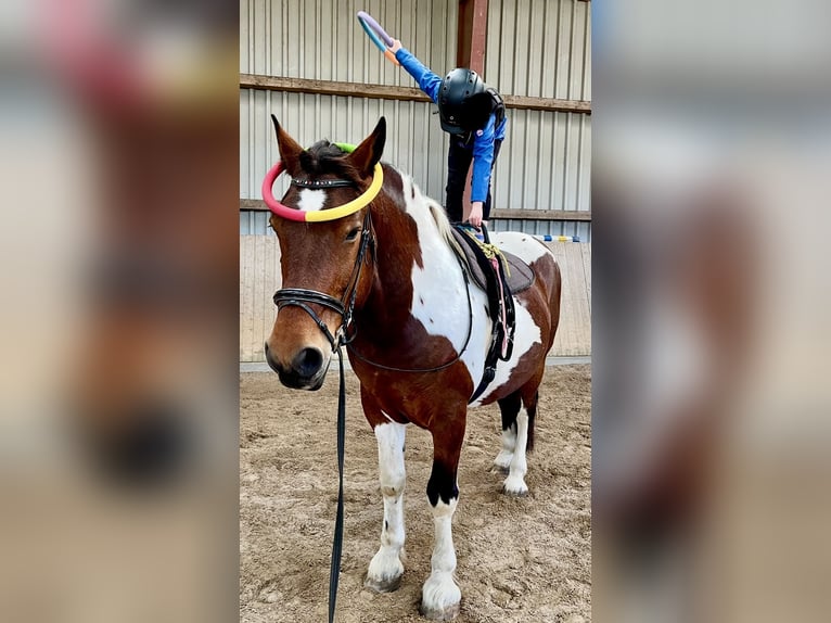 Polnisches Warmblut Wallach 11 Jahre 161 cm Schecke in Padenstedt