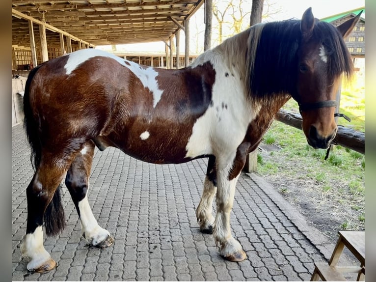 Polnisches Warmblut Wallach 11 Jahre 161 cm Schecke in Padenstedt