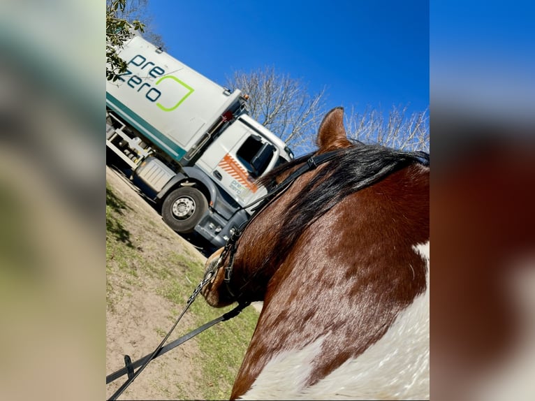 Polnisches Warmblut Wallach 11 Jahre 161 cm Schecke in Padenstedt