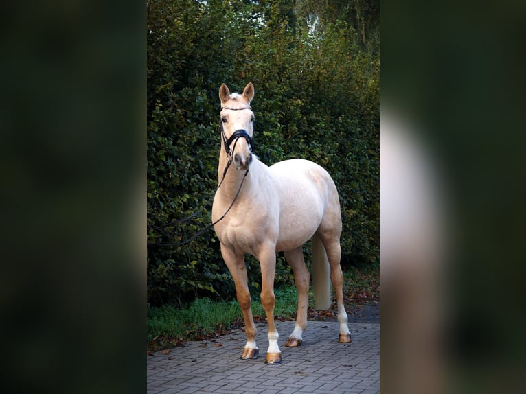 Polnisches Warmblut Wallach 11 Jahre 165 cm Palomino in Gehrden