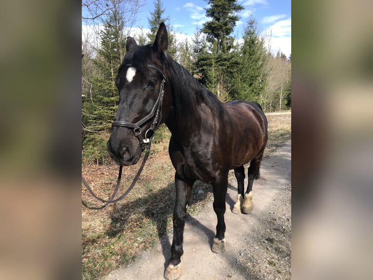 Polnisches Warmblut Wallach 11 Jahre 165 cm Rappe in Wildberg