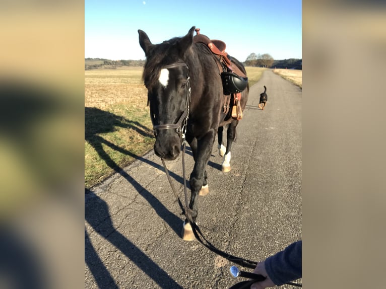 Polnisches Warmblut Wallach 11 Jahre 165 cm Rappe in Wildberg