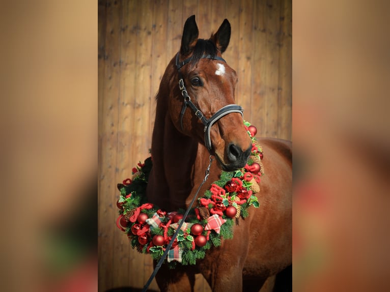 Polnisches Warmblut Wallach 11 Jahre 166 cm Brauner in Haßloch