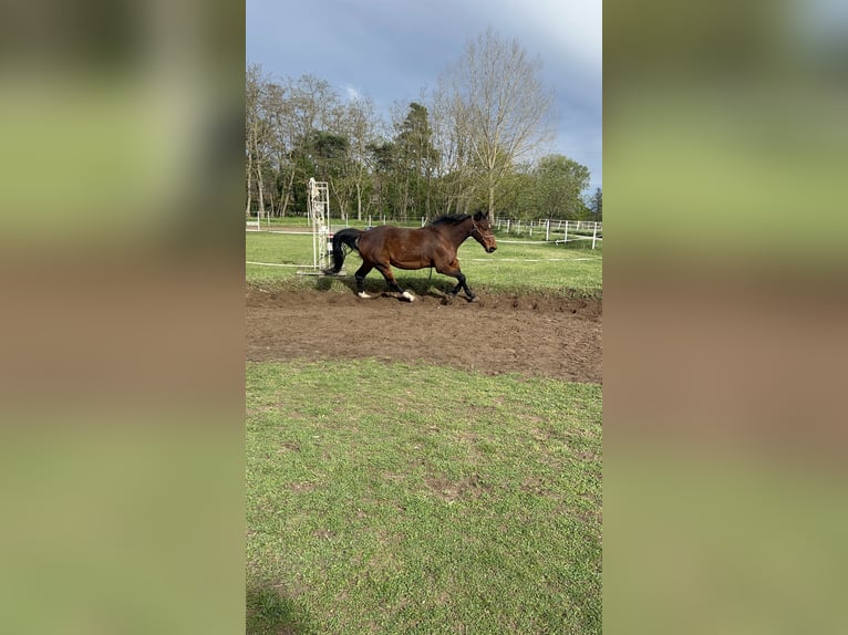 Polnisches Warmblut Wallach 11 Jahre 166 cm Brauner in Haßloch