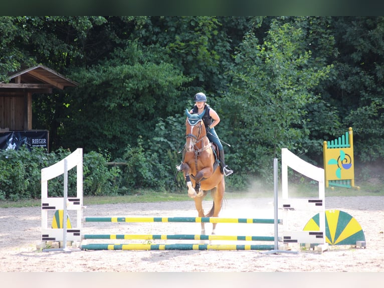 Polnisches Warmblut Wallach 11 Jahre 168 cm Brauner in Schwabach