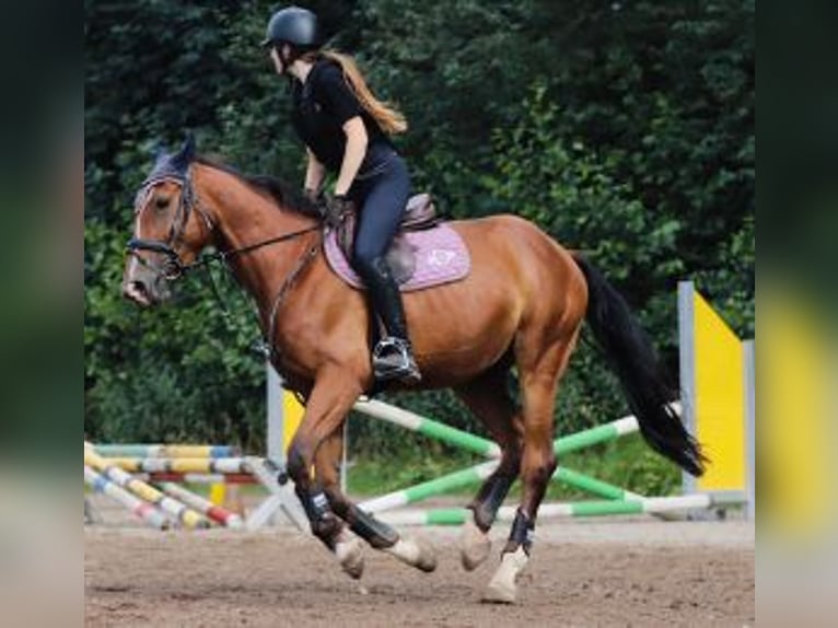 Polnisches Warmblut Wallach 11 Jahre 168 cm Brauner in Schwabach