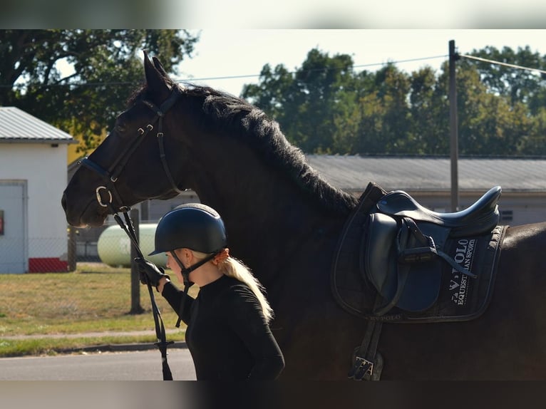 Polnisches Warmblut Wallach 11 Jahre 170 cm Rappe in Wahlitz