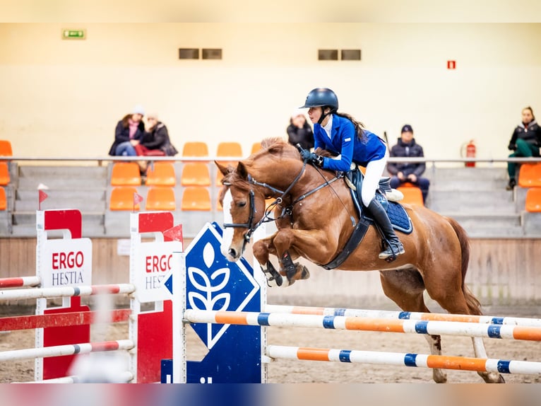 Polnisches Warmblut Wallach 11 Jahre 172 cm Dunkelfuchs in Sopot