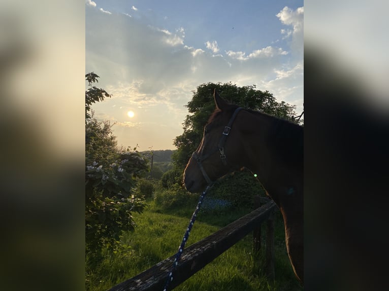 Polnisches Warmblut Wallach 11 Jahre 180 cm Dunkelbrauner in Sprockhövel