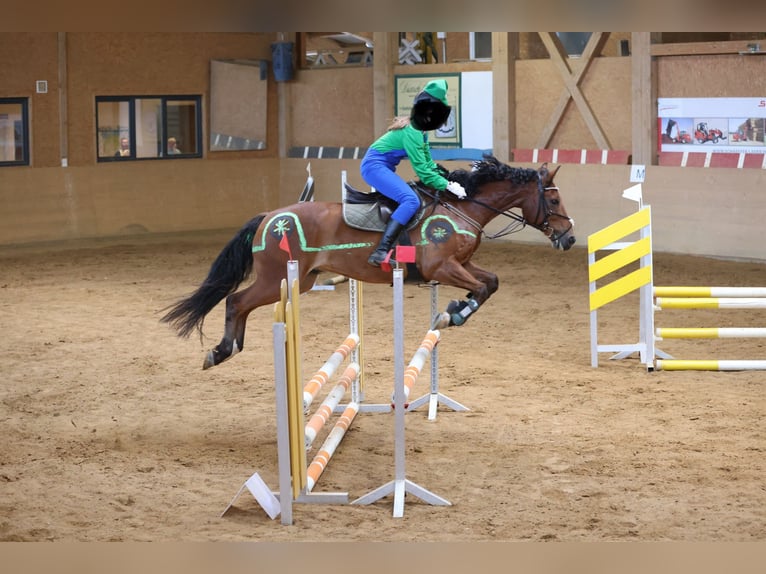 Polnisches Warmblut Wallach 12 Jahre 158 cm Brauner in Eibenstock