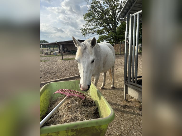 Polnisches Warmblut Wallach 12 Jahre 163 cm in Teltow