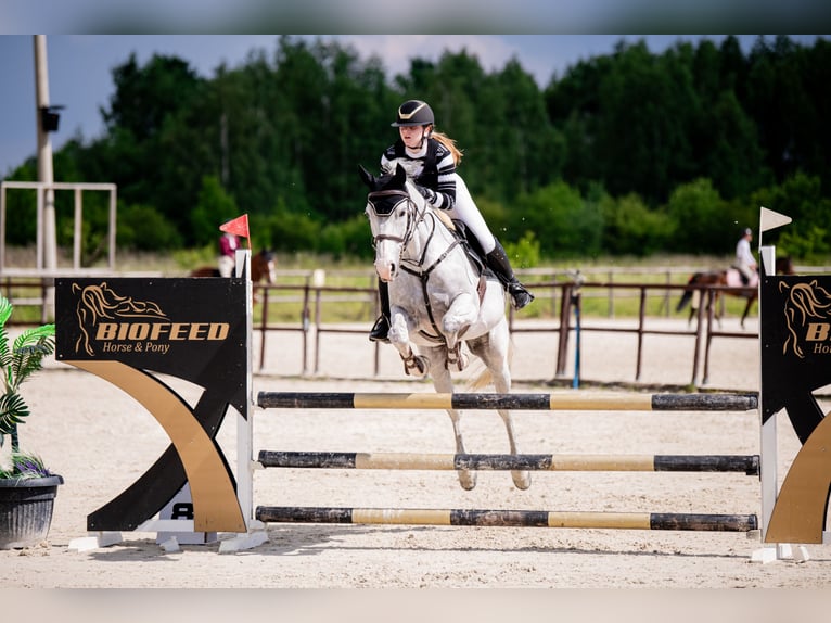 Polnisches Warmblut Wallach 12 Jahre 163 cm Schimmel in Ko&#x144;skie