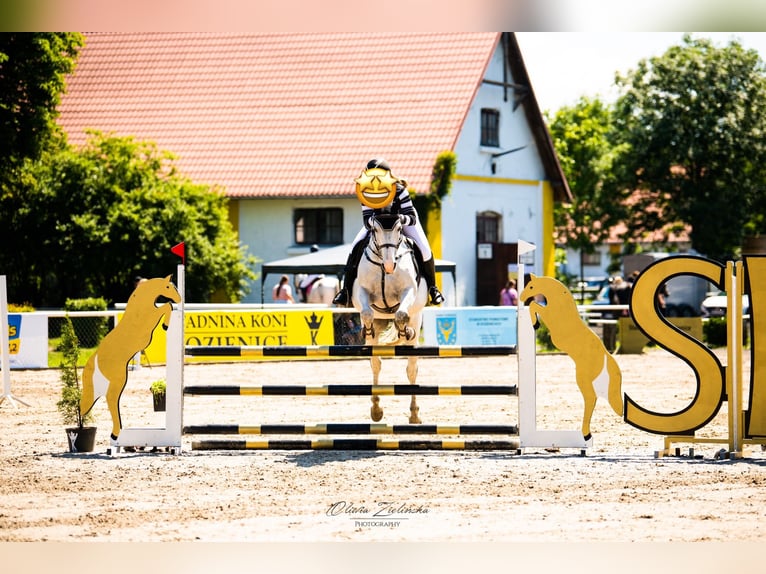 Polnisches Warmblut Wallach 12 Jahre 163 cm Schimmel in Ko&#x144;skie