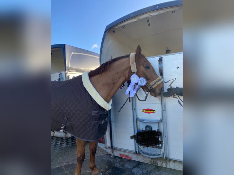 Polnisches Warmblut Wallach 12 Jahre 164 cm Fuchs in Rastede