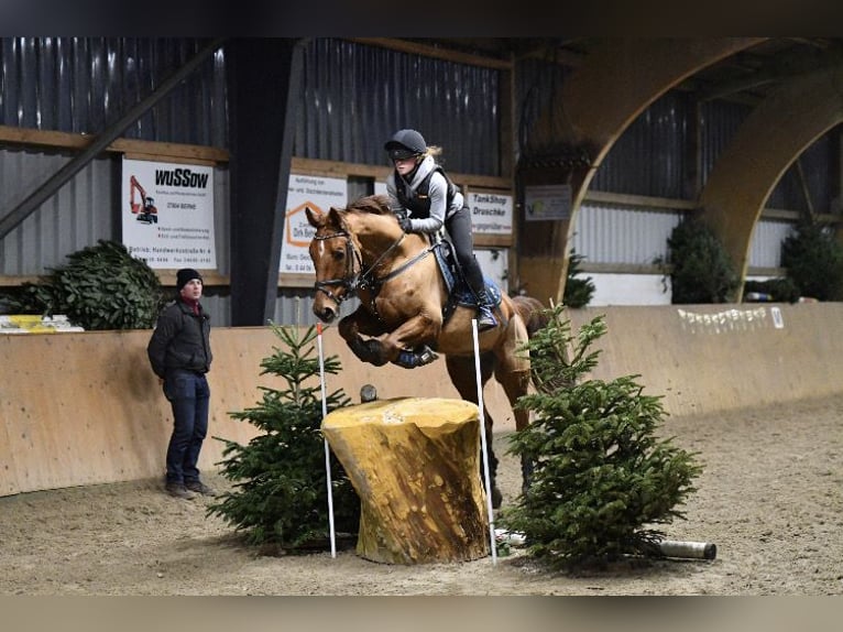 Polnisches Warmblut Wallach 12 Jahre 164 cm Fuchs in Rastede