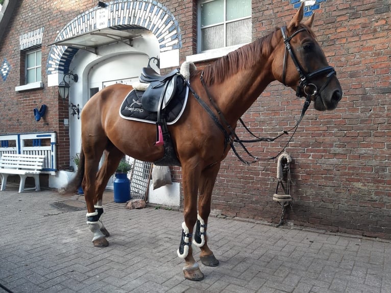 Polnisches Warmblut Wallach 12 Jahre 164 cm Fuchs in Rastede