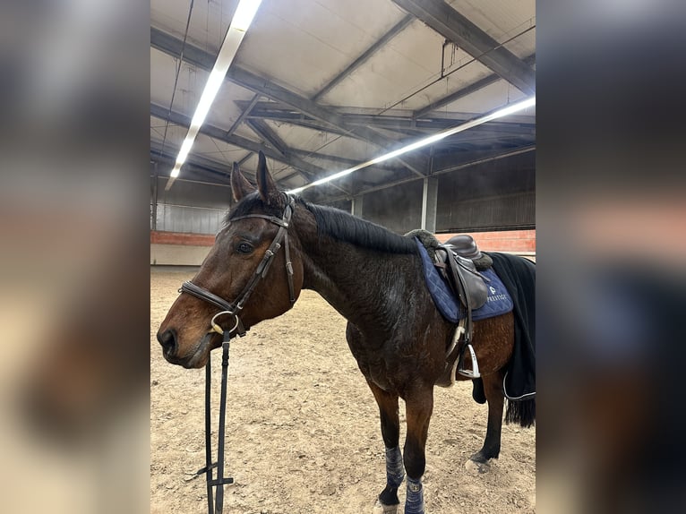 Polnisches Warmblut Wallach 12 Jahre 168 cm Brauner in Birkenhördt