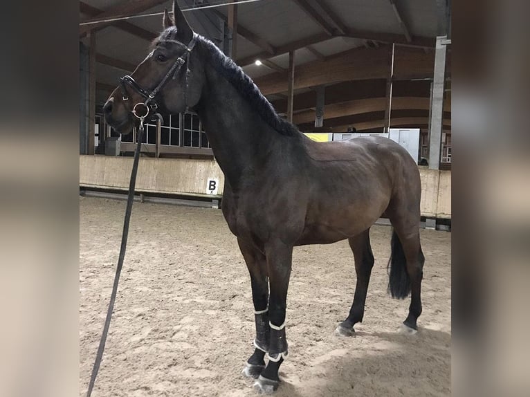 Polnisches Warmblut Wallach 12 Jahre 168 cm Brauner in Birkenhördt