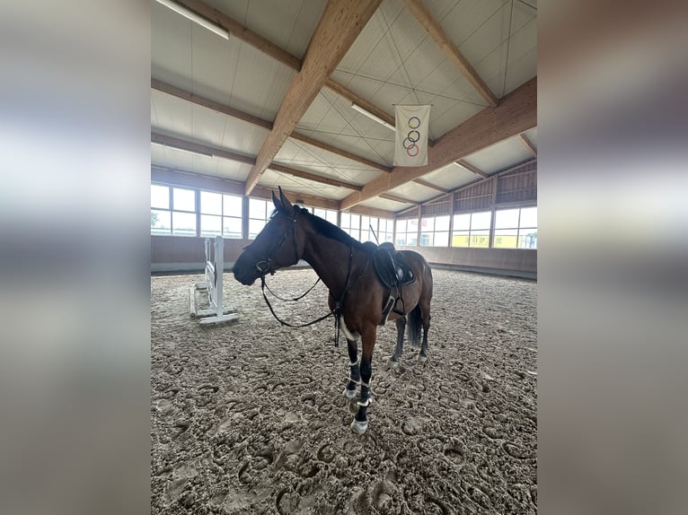 Polnisches Warmblut Wallach 12 Jahre 168 cm Brauner in Birkenhördt