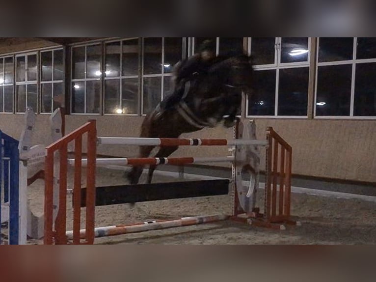 Polnisches Warmblut Wallach 12 Jahre 168 cm Brauner in Birkenhördt