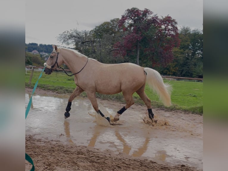 Polnisches Warmblut Wallach 12 Jahre 172 cm Palomino in KarlsbadLangensteinbach