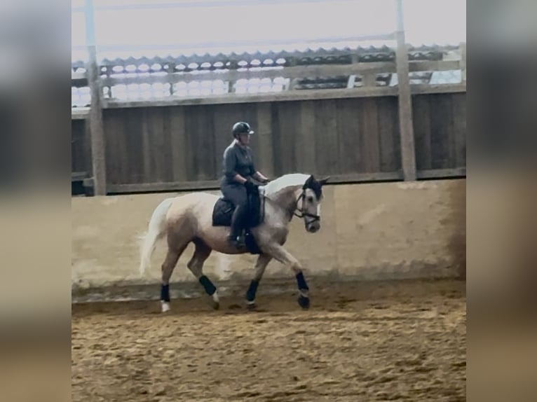 Polnisches Warmblut Wallach 12 Jahre 172 cm Palomino in KarlsbadLangensteinbach