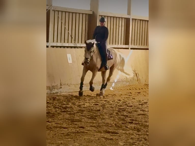 Polnisches Warmblut Wallach 12 Jahre 172 cm Palomino in KarlsbadLangensteinbach