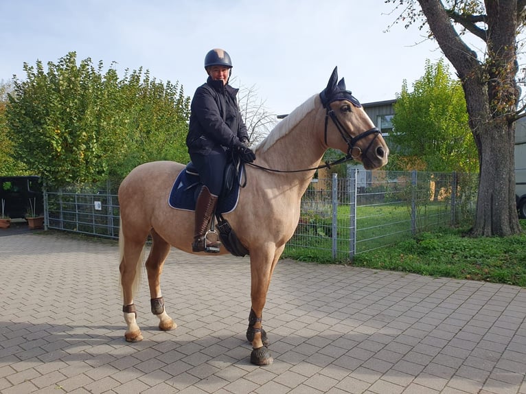Polnisches Warmblut Wallach 12 Jahre 172 cm Palomino in KarlsbadLangensteinbach