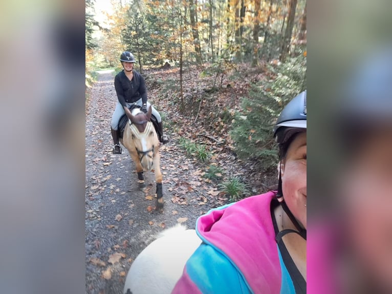 Polnisches Warmblut Wallach 12 Jahre 172 cm Palomino in KarlsbadLangensteinbach