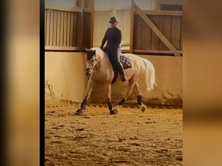 Polnisches Warmblut Wallach 12 Jahre 172 cm Palomino in KarlsbadLangensteinbach