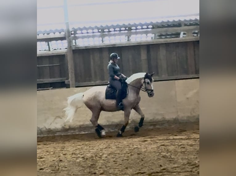 Polnisches Warmblut Wallach 12 Jahre 172 cm Palomino in KarlsbadLangensteinbach