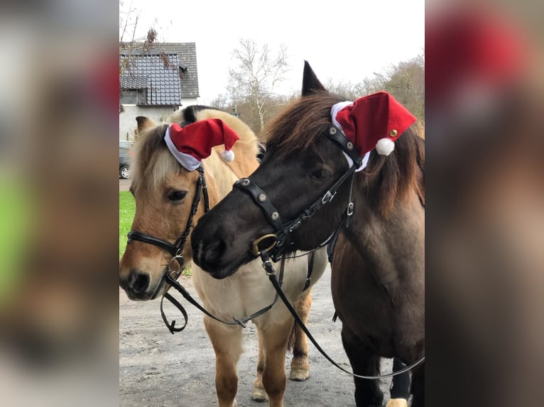 Polnisches Warmblut Wallach 13 Jahre 152 cm Schecke in Alfter