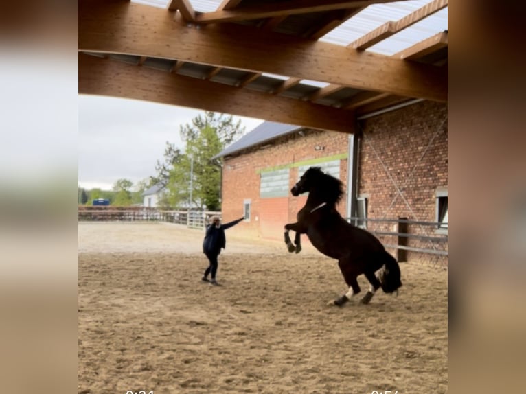 Polnisches Warmblut Wallach 13 Jahre 152 cm Schecke in Alfter