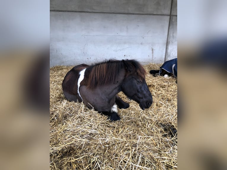 Polnisches Warmblut Wallach 13 Jahre 152 cm Schecke in Alfter
