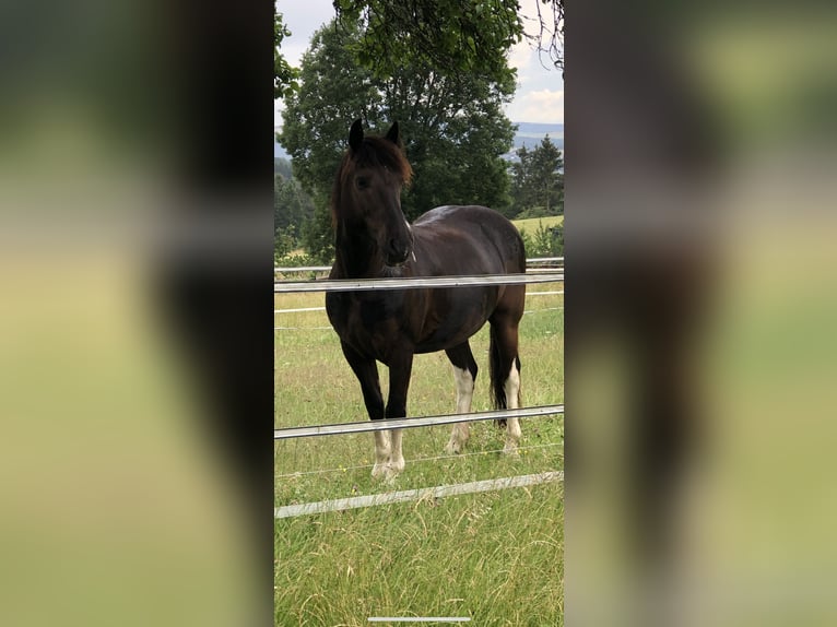 Polnisches Warmblut Wallach 13 Jahre 152 cm Schecke in Alfter