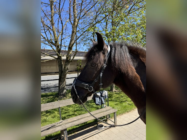 Polnisches Warmblut Wallach 13 Jahre 152 cm Schecke in Alfter