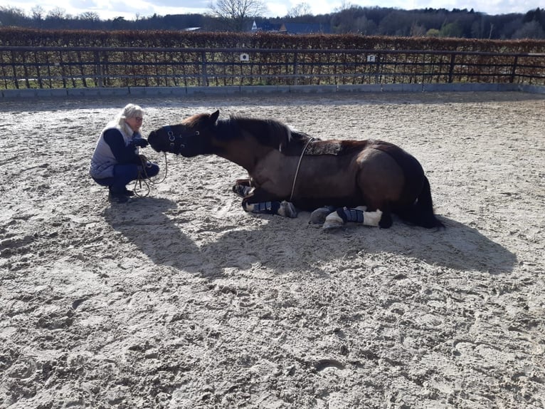 Polnisches Warmblut Wallach 13 Jahre 152 cm Schecke in Alfter