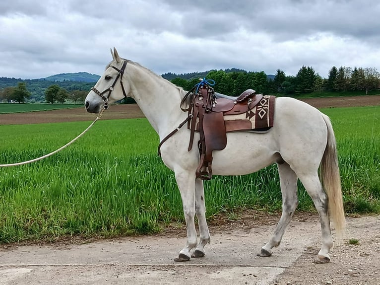Polnisches Warmblut Wallach 13 Jahre 163 cm Rappschimmel in Efringen-Kirchen