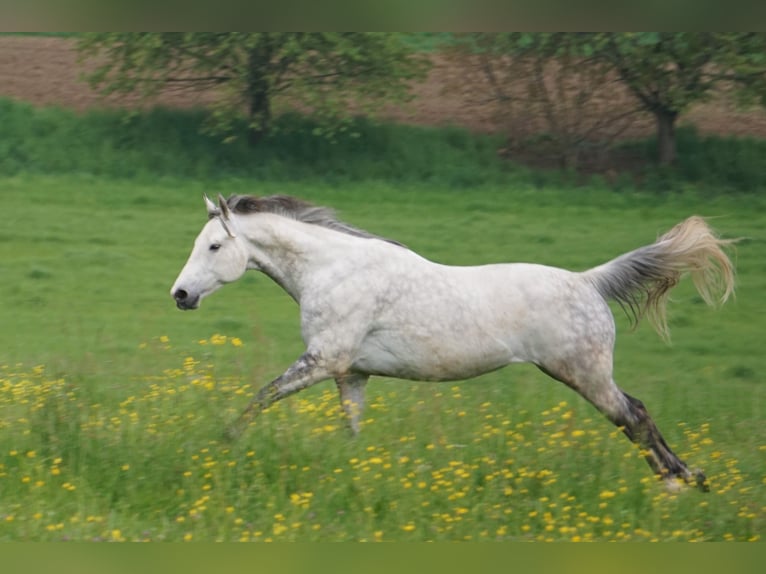 Polnisches Warmblut Wallach 13 Jahre 163 cm Rappschimmel in Efringen-Kirchen