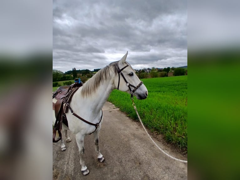 Polnisches Warmblut Wallach 13 Jahre 163 cm Rappschimmel in Efringen-Kirchen