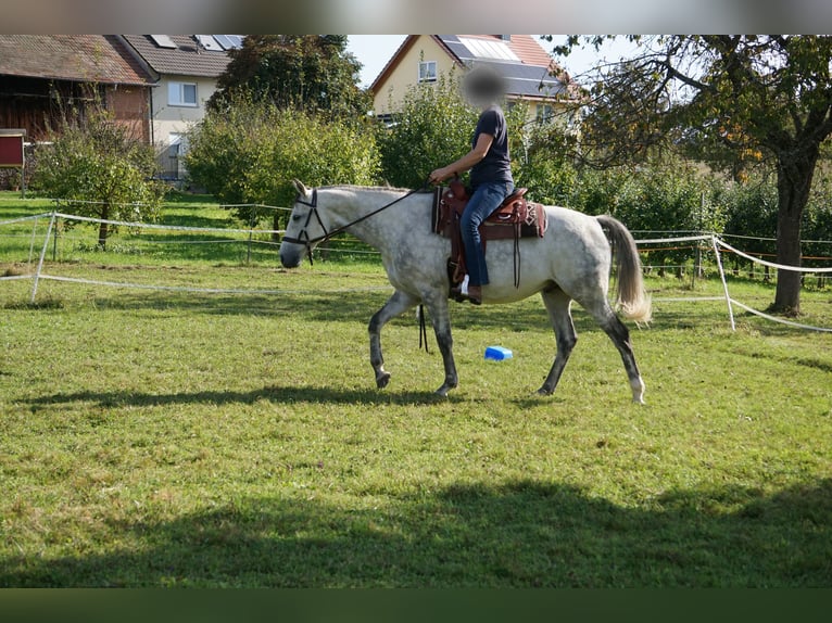 Polnisches Warmblut Wallach 13 Jahre 163 cm Rappschimmel in Efringen-Kirchen