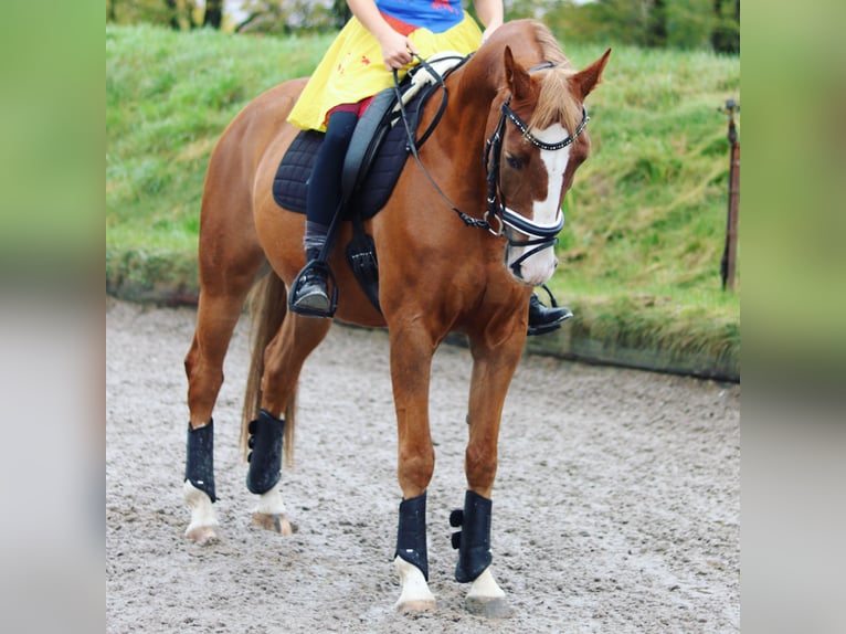 Polnisches Warmblut Wallach 13 Jahre 164 cm Fuchs in Sch&#xF6;nefeld