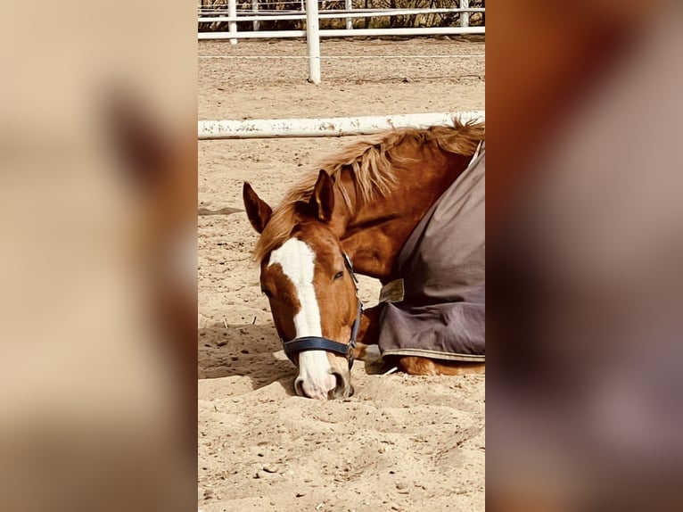 Polnisches Warmblut Wallach 13 Jahre 164 cm Fuchs in Sch&#xF6;nefeld