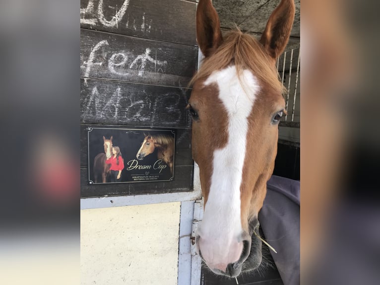 Polnisches Warmblut Wallach 13 Jahre 164 cm Fuchs in Sch&#xF6;nefeld