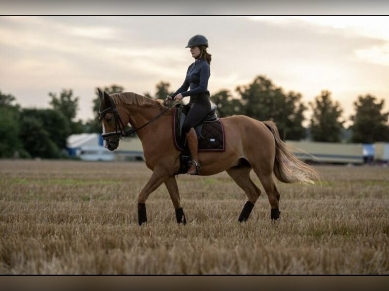 Polnisches Warmblut Wallach 13 Jahre 164 cm Fuchs in Sch&#xF6;nefeld