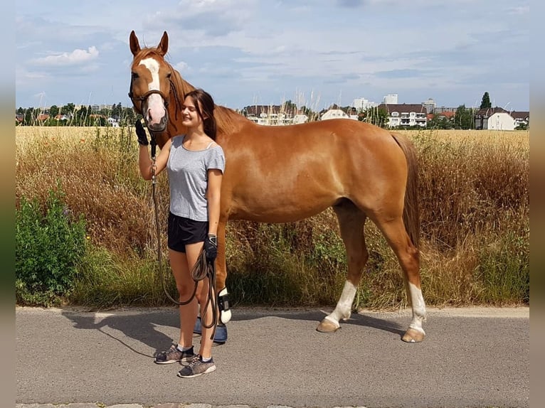 Polnisches Warmblut Wallach 13 Jahre 164 cm Fuchs in Sch&#xF6;nefeld