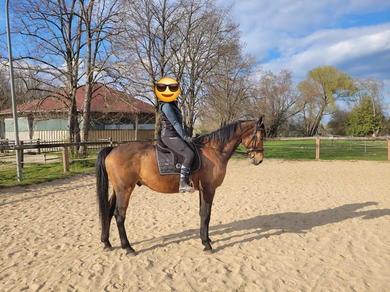 Polnisches Warmblut Wallach 13 Jahre 165 cm Brauner in Olching