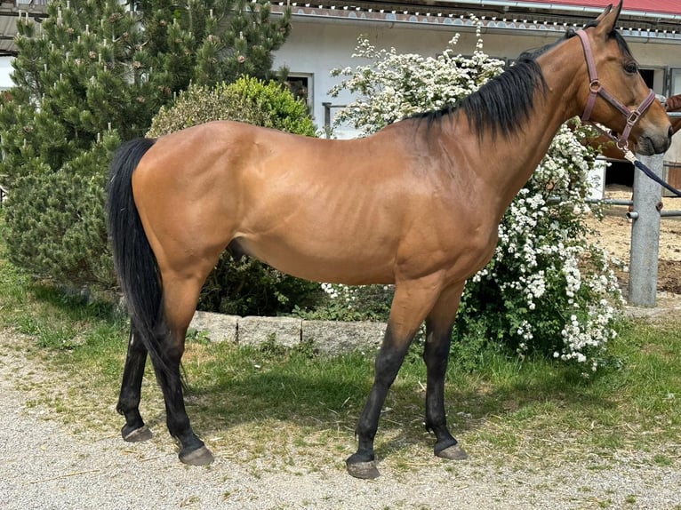 Polnisches Warmblut Wallach 13 Jahre 165 cm Brauner in Olching
